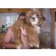 Shih Tzu Welpen - Rüde