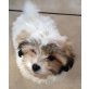 Shih Tzu Welpen - Rüde