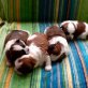 Shih Tzu Welpen - Rüde