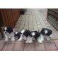 Shih Tzu Welpen - Rüde
