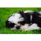 Shih Tzu Welpen - Rüde