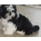 Shih Tzu Welpen - Rüde
