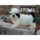 Shih Tzu Welpen - Rüde