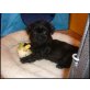 Shih Tzu Welpen - Rüde
