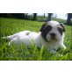 Shih Tzu Welpen - Rüde