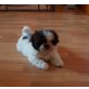 Shih Tzu Welpen - Rüde
