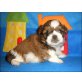 Shih Tzu Welpen - Rüde