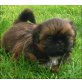 Shih Tzu Welpen - Rüde
