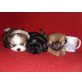 Shih Tzu Welpen - Rüde