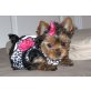 Shih Tzu Welpen - Rüde