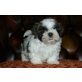 Shih Tzu Welpen - Rüde