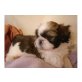 Shih Tzu Welpen - Rüde