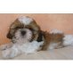 Shih Tzu Welpen - Rüde