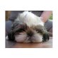 Shih Tzu Welpen - Rüde