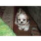 Shih Tzu Welpen - Rüde