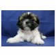 Shih Tzu Welpen - Rüde