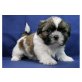 Shih Tzu Welpen - Rüde