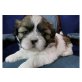 Shih Tzu Welpen - Rüde
