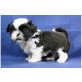 Shih Tzu Welpen - Rüde