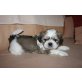 Shih Tzu Welpen - Rüde