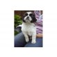 Shih Tzu Welpen - Rüde