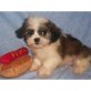Shih Tzu Welpen - Rüde