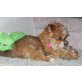 Shih Tzu Welpen - Rüde