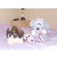 Shih Tzu Welpen - Rüde