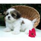 Shih Tzu Welpen - Rüde