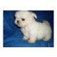 Shih Tzu Welpen - Rüde