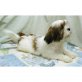 Shih Tzu Welpen - Rüde