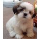 Shih Tzu Welpen - Rüde