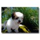 Shih Tzu Welpen - Rüde