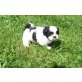 Shih Tzu Welpen - Rüde
