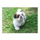 Shih Tzu Welpen - Rüde