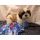 Shih Tzu Welpen - Rüde