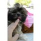 Shih Tzu Welpen - Rüde