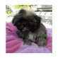 Shih Tzu Welpen - Rüde