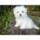 Shih Tzu Welpen - Rüde