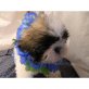 Shih Tzu Welpen - Rüde
