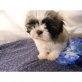 Shih Tzu Welpen - Rüde