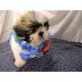 Shih Tzu Welpen - Rüde