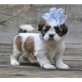Shih Tzu Welpen - Rüde