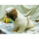 Shih Tzu Welpen - Rüde
