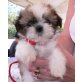 Shih Tzu Welpen - Rüde