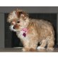 Shih Tzu Welpen - Rüde