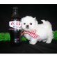 Shih Tzu Welpen - Rüde