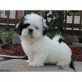 Shih Tzu Welpen - Rüde