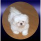 Shih Tzu Welpen - Rüde