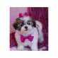 Shih Tzu Welpen - Rüde